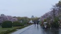 雨の大阪城公園で桜を楽しむ